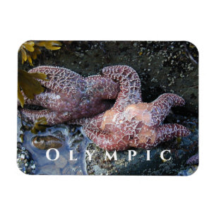 Ímã Ochre Sea Star, Piscina de Oculto, Parque Nacional