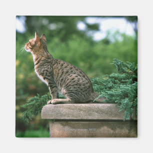 Imã Ocicat 2