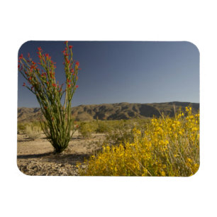 Ímã Ocotillo e Desert Senna
