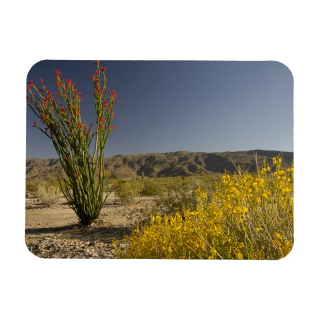 Ímã Ocotillo e Desert Senna (Horizontal)