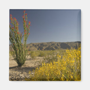 Imã Ocotillo e Desert Senna