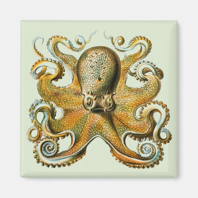 Imã Octopus (Frente)