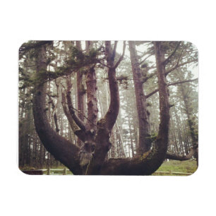Ímã Octopus Tree, Cape Meares, Oregon