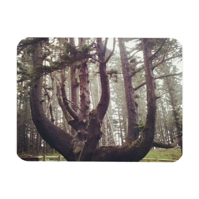 Ímã Octopus Tree, Cape Meares, Oregon (Horizontal)