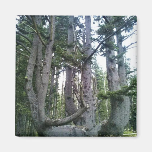 Imã Octopus Tree, Cape Meares, Oregon (Frente)