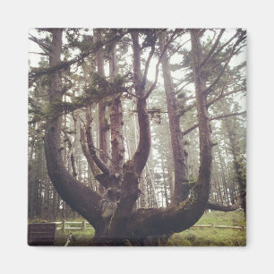 Imã Octopus Tree, Cape Meares, Oregon