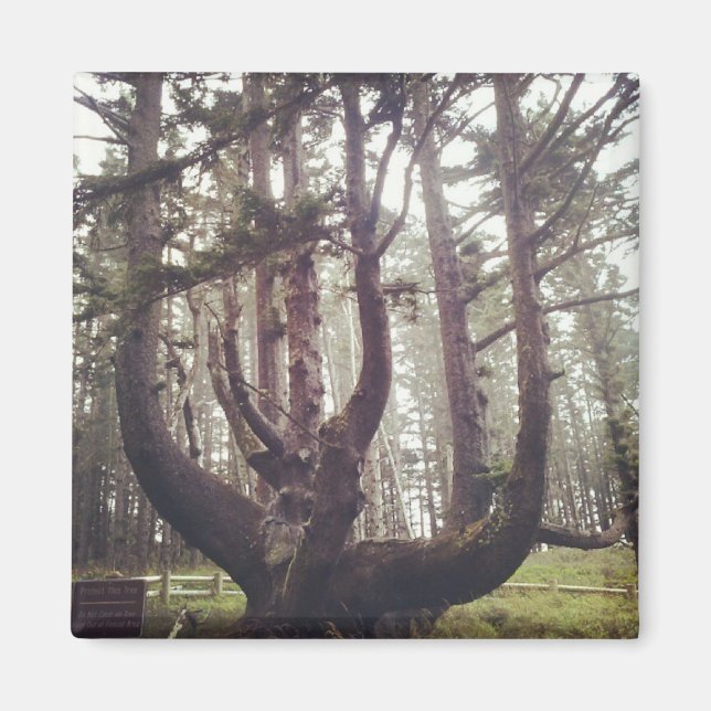 Imã Octopus Tree, Cape Meares, Oregon (Frente)
