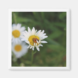 Imã Ocultar & Busca