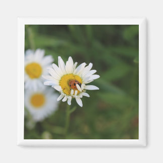 Imã Ocultar & Busca