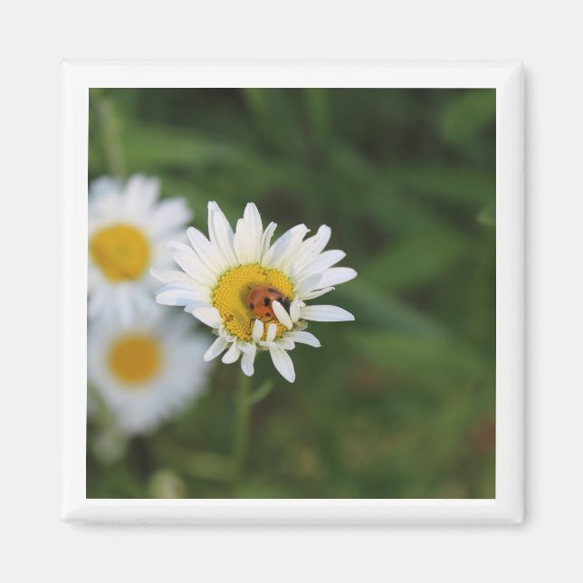 Imã Ocultar & Busca (Frente)