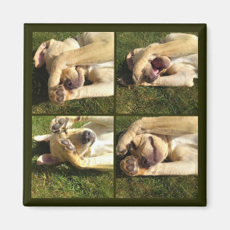 Imã Ocultar e Procurar Puppy