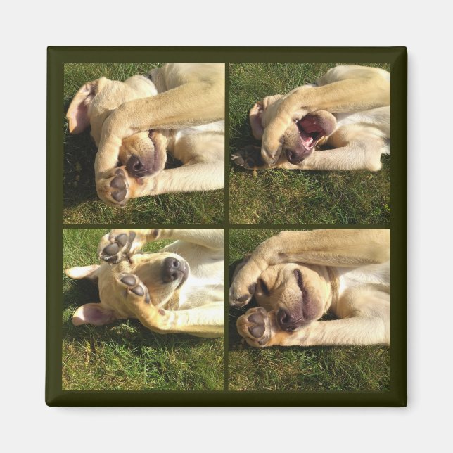 Imã Ocultar e Procurar Puppy (Frente)