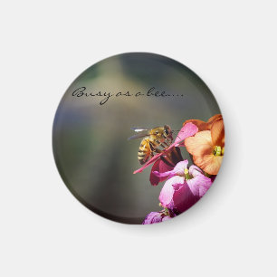 Imã Ocupado como recompensa de Abelhas...