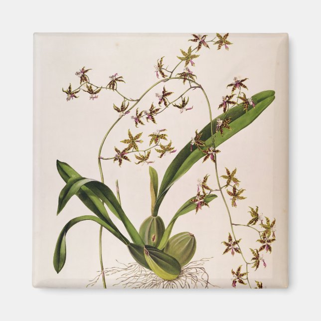 Imã Odontoglossum Hastatum (Frente)