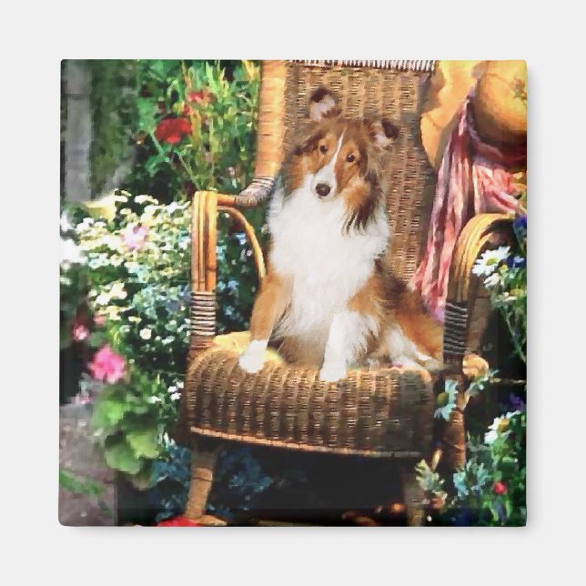 Imã Ofertas de arte Shetland Sheepdog (Frente)