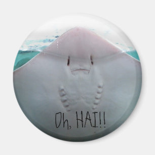 Imã Oh, HAI! Ímã da arraia-lixa