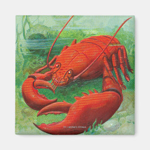 Imã Oh você cena da lagosta