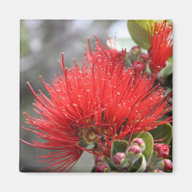 Imã Ohia Lehua blossom (Frente)