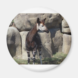 Imã okapi