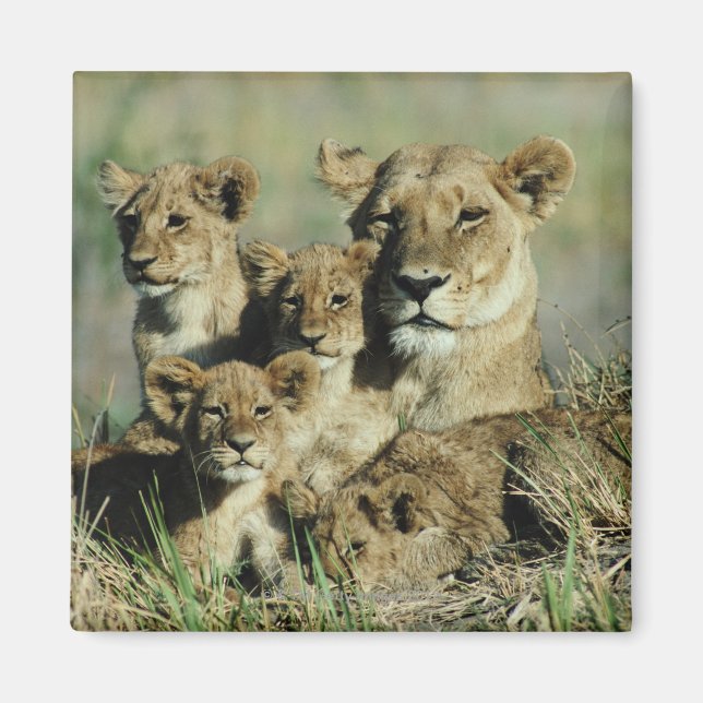 Imã Okavango Delta, Botsuana (Frente)