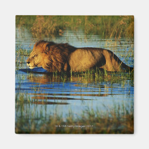 Imã Okavango Delta, Botsuana 3