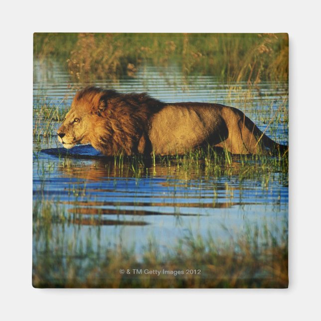 Imã Okavango Delta, Botsuana 3 (Frente)