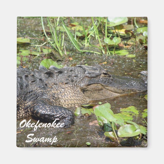 Imã Okefenokee Swamp Waycross Georgia Alligator Magnet (Frente)