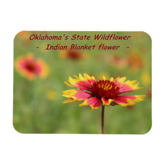 Ímã Oklahoma State Wildflower Magnet