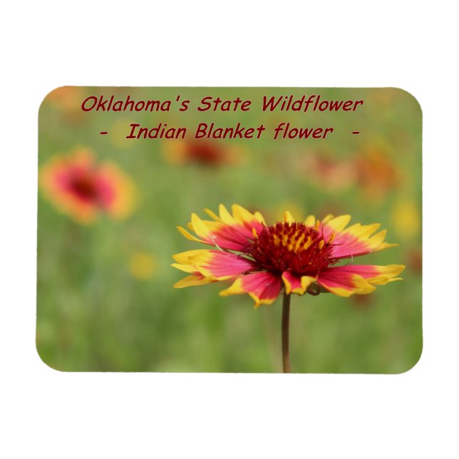 Ímã Oklahoma State Wildflower Magnet (Horizontal)