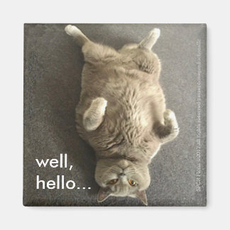 Imã "Olá..." de Fiona, o Gato Azul Britânico.