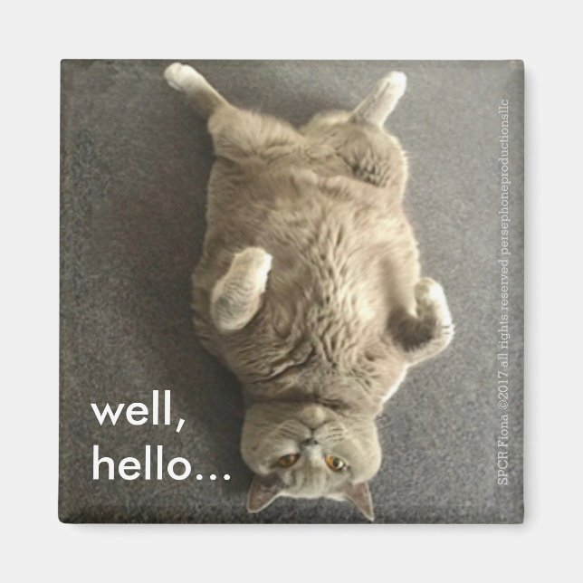 Imã "Olá..." de Fiona, o Gato Azul Britânico. (Frente)