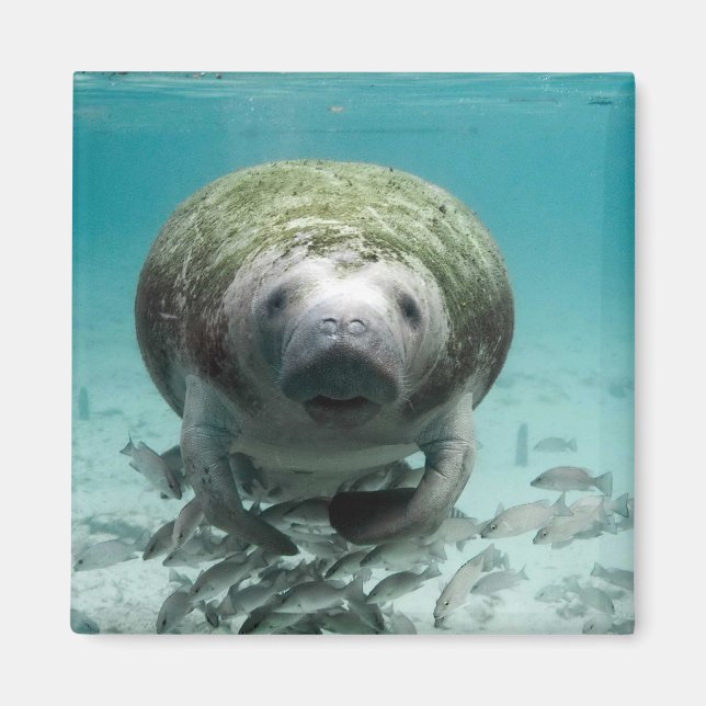 Imã Olá, Manatee Magnet (Frente)
