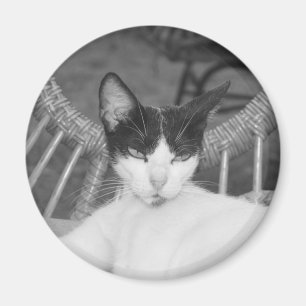 Imã Olá, Meow...