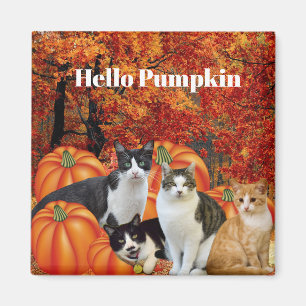 Imã Olá Pumpkin Fall Season Cats in Pumpkin Patch