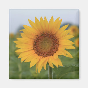 Imã Olá Sunflower Magnet