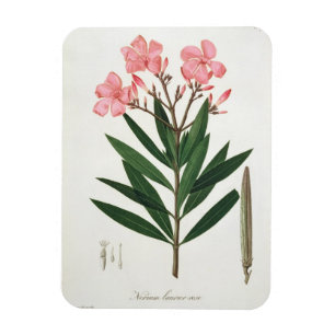 Ímã Oleander de 'Phytographie Medicale' por Joseph Ro