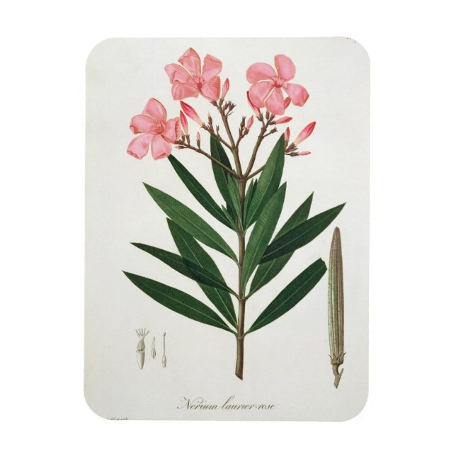 Ímã Oleander de 'Phytographie Medicale' por Joseph Ro (Vertical)