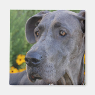 Imã Olhando o Bonito Magnet