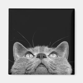 Imã Olhando o ímã