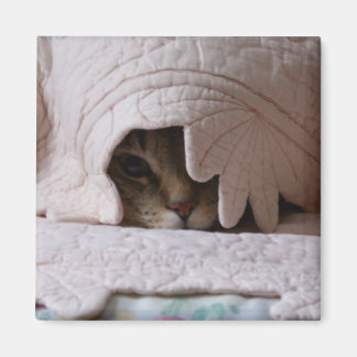 Imã Olhando o ímã do Tom