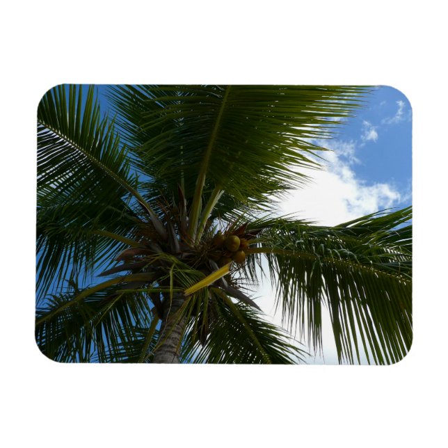 Ímã Olhando para a natureza tropical da árvore de palm (Horizontal)