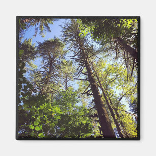 Imã Olhando para as árvores