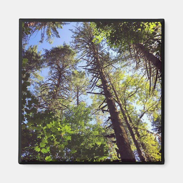 Imã Olhando para as árvores (Frente)