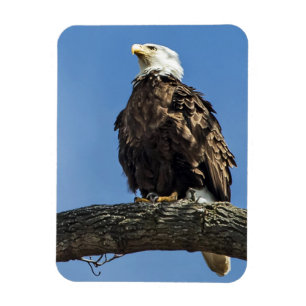 Ímã Olhando para Cima