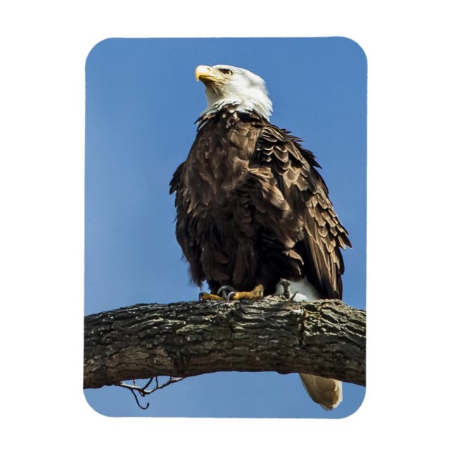 Ímã Olhando para Cima (Vertical)