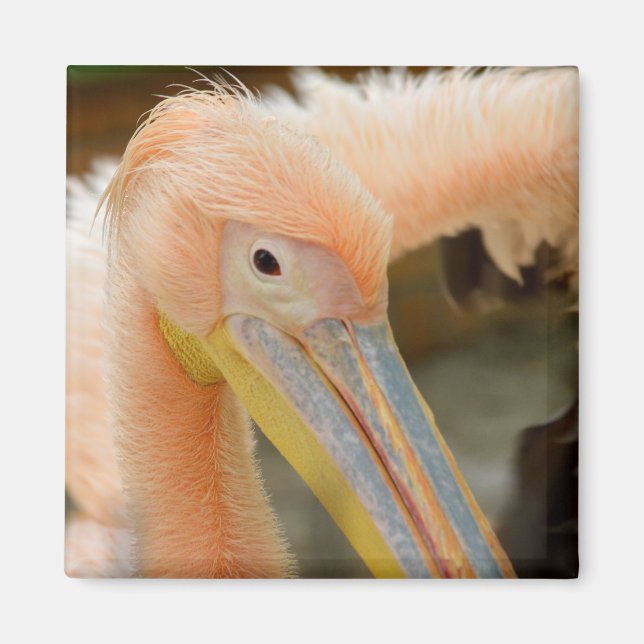 Imã Olhando Para Você O Magneto Pelicano (Frente)