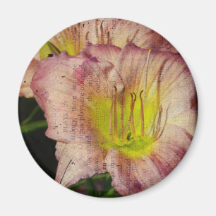 Imã Olhar Daylily Engraçado
