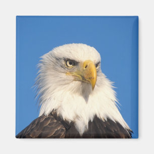 Imã Olhar de Águia Americana