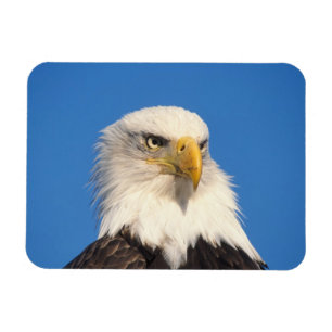 Ímã Olhar de Águia Americana