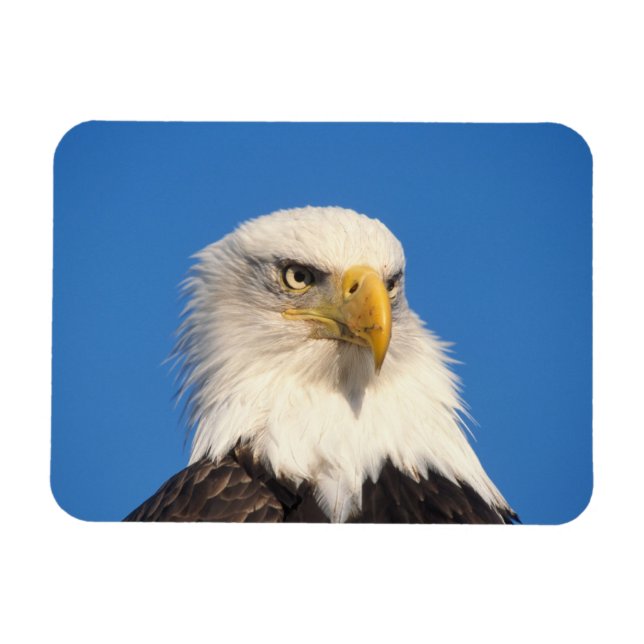 Ímã Olhar de Águia Americana (Horizontal)
